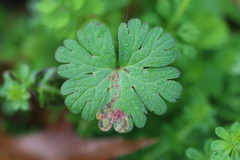 Agromyza nigrescens