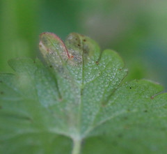 Agromyza nigrescens