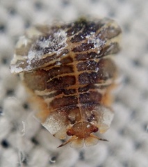 Crypturaphis grassii