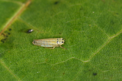 Cicadula