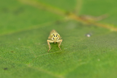 Cicadula