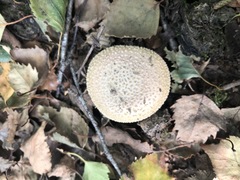 Amanita echinocephala