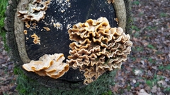 Fungi
