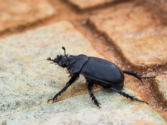 Ceratophyus hoffmannseggi