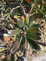 Myrica