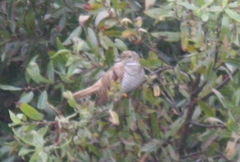 Cuculus canorus
