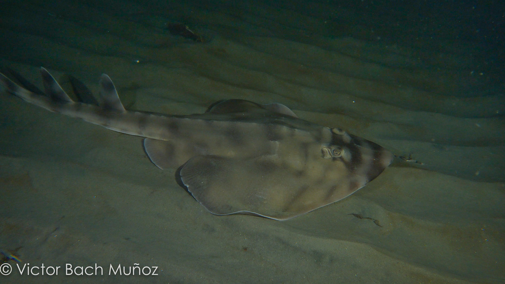 Bandgitaarrog (Zapteryx exasperata) — Rhinobatidae