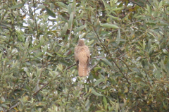 Cuculus canorus