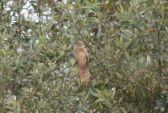 Cuculus canorus