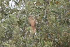 Cuculus canorus