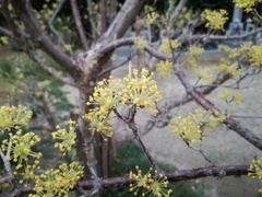 Cornus officinalis