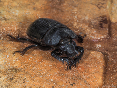 Ceratophyus hoffmannseggi