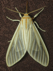 Munona