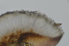 Palicella schizochromatica