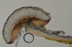 Palicella schizochromatica