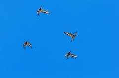 Limosa limosa