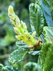 Periploca ceanothiella