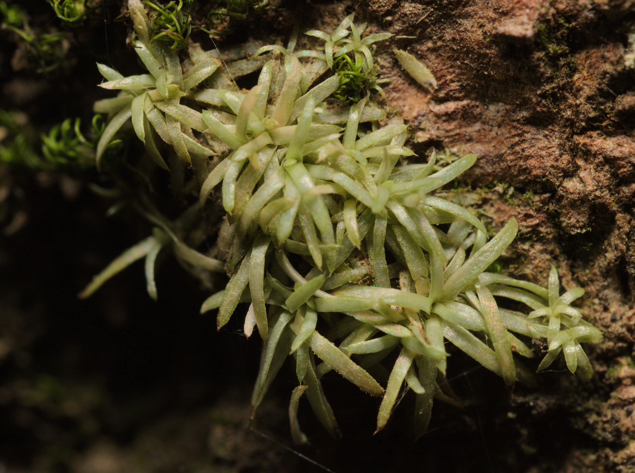 Octoblepharum albidum