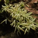 White Octoblepharum Moss - Photo (c) portioid, some rights reserved (CC BY-SA), uploaded by portioid