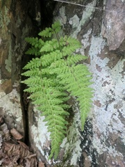 Cystopteris laurentiana