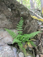 Cystopteris laurentiana