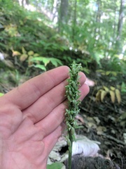 Platanthera aquilonis