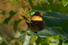 Adelpha melanthe