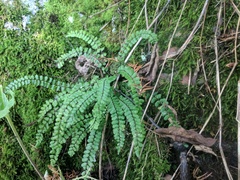 Asplenium trichomanes quadrivalens