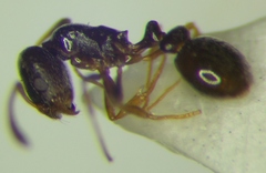 Cardiocondyla stambuloffii