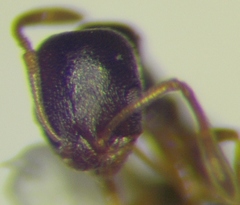 Cardiocondyla stambuloffii