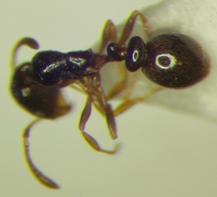 Cardiocondyla stambuloffii