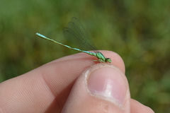 Coenagrion resolutum