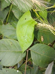 Anasa repetita