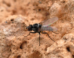 Anthomyia pluvialis