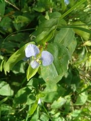 Commelina diffusa gigas
