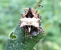 Acanthepeira stellata