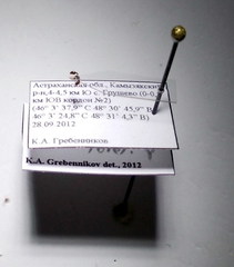 Cardiocondyla stambuloffii