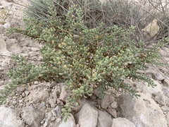Tetraena