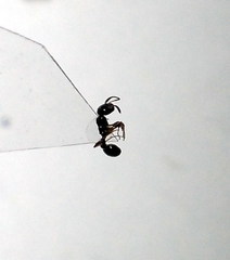 Cardiocondyla stambuloffii