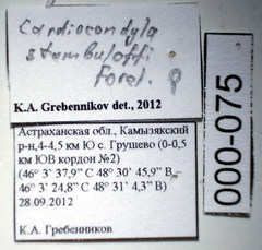 Cardiocondyla stambuloffii