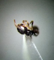 Cardiocondyla stambuloffii