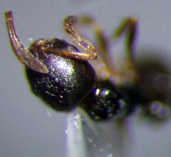 Cardiocondyla stambuloffii