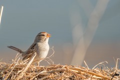 Zonotrichia leucophrys