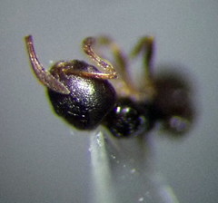 Cardiocondyla stambuloffii