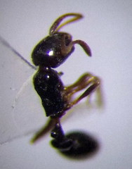 Cardiocondyla stambuloffii