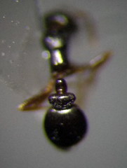 Cardiocondyla stambuloffii