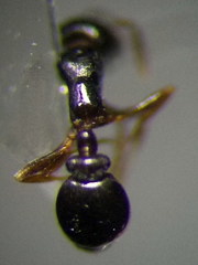 Cardiocondyla stambuloffii