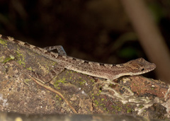 Anolis zeus