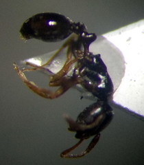 Cardiocondyla stambuloffii