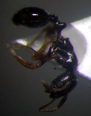 Cardiocondyla stambuloffii